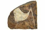 Fossil Ginkgo Leaf on Stem From North Dakota - Paleocene #262721-1